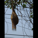 Das Nest eines Webervogels